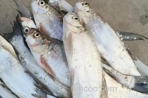 寻甸白鱼是什么鱼？_3