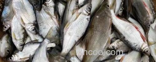 寻甸白鱼是什么鱼？_0