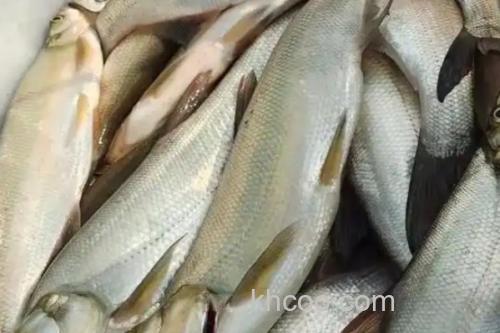 寻甸白鱼是什么鱼？_1