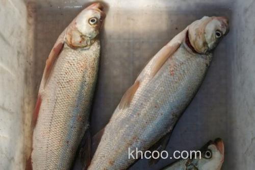 寻甸白鱼是什么鱼？_2