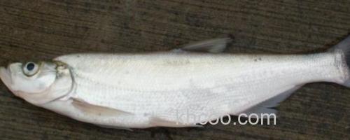宜良白鱼是什么鱼？_0
