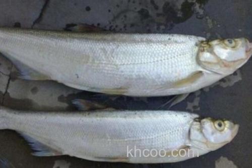 宜良白鱼是什么鱼？_1