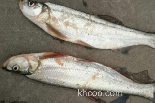 宜良白鱼是什么鱼？_3