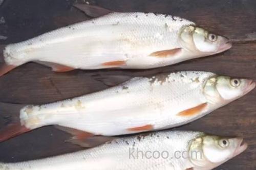 宜良白鱼是什么鱼？_2