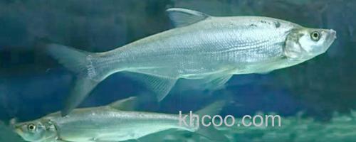 大鳞白鱼是什么鱼？_0