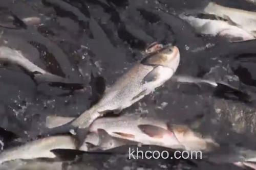 大鳞白鱼是什么鱼？_2