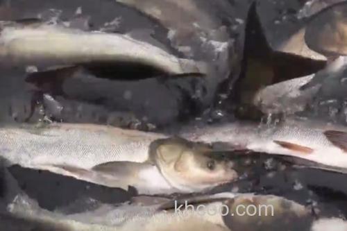 大鳞白鱼是什么鱼？_1