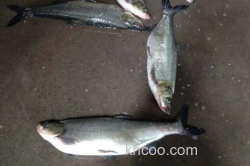 大鳞白鱼是什么鱼？_3