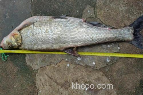 多鳞白鱼是什么鱼？_2