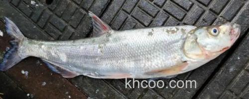 多鳞白鱼是什么鱼？_0