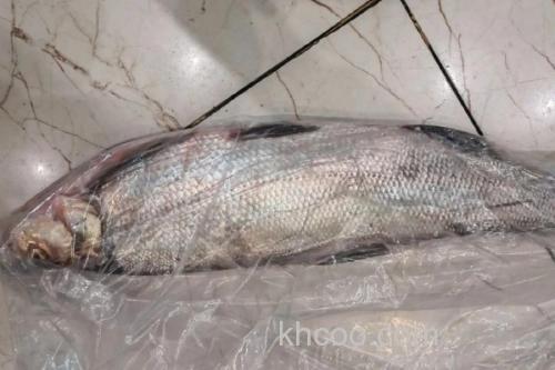 多鳞白鱼是什么鱼？_1