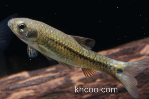 黑背波鱼是什么鱼？_1