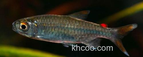 黑背波鱼是什么鱼？_0