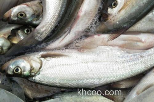 多鳞白鱼是什么鱼？_4