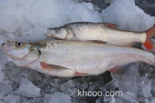 多鳞白鱼是什么鱼？_3