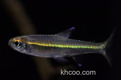 黑背波鱼是什么鱼？_2