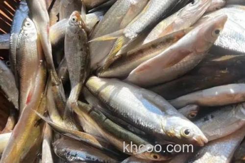 麦氏波鱼是什么鱼？_1