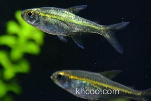 黑背波鱼是什么鱼？_3