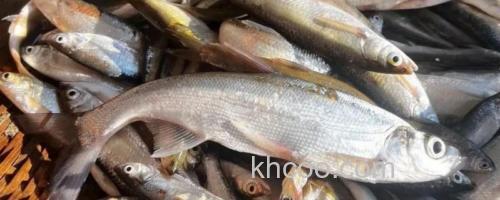 麦氏波鱼是什么鱼？_0