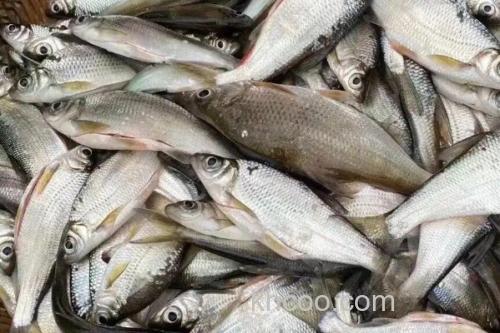 麦氏波鱼是什么鱼？_2