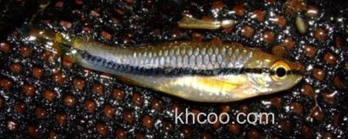 艾氏波鱼是什么鱼？_0