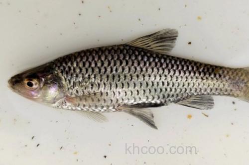 麦氏波鱼是什么鱼？_3