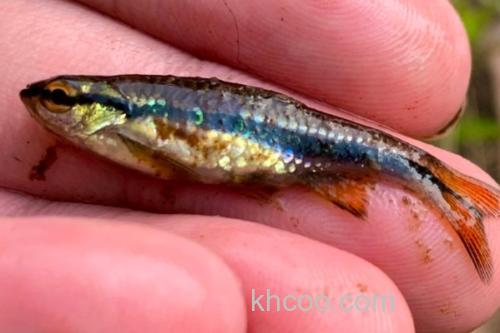 艾氏波鱼是什么鱼？_3