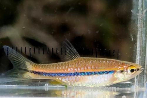 艾氏波鱼是什么鱼？_2