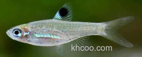 背点波鱼是什么鱼？_0