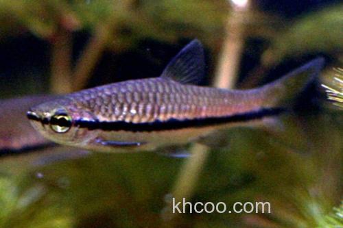 艾氏波鱼是什么鱼？_1