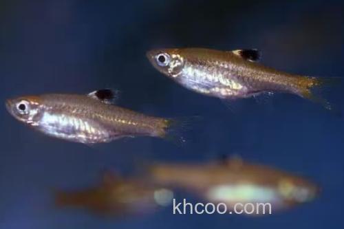 背点波鱼是什么鱼？_2