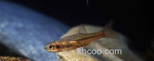 细波鱼是什么鱼？_0