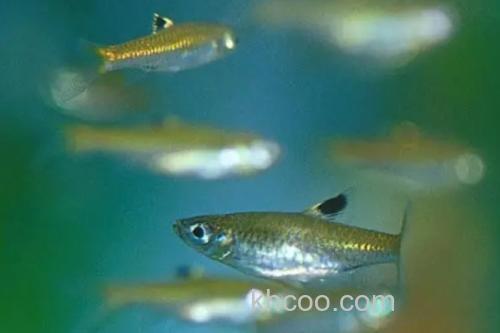 背点波鱼是什么鱼？_1