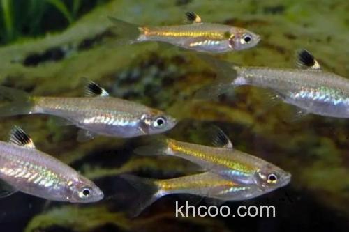 背点波鱼是什么鱼？_3