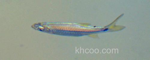 帕氏波鱼是什么鱼？_0