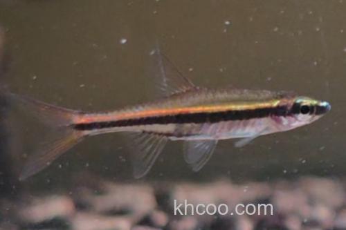 细波鱼是什么鱼？_3