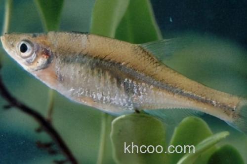 细波鱼是什么鱼？_1