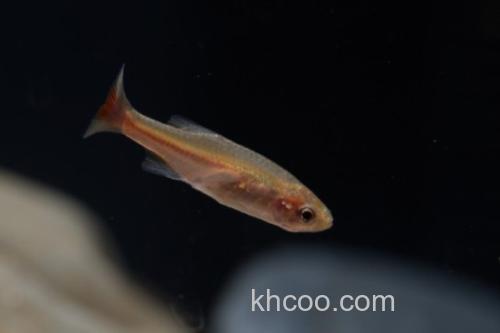 细波鱼是什么鱼？_2