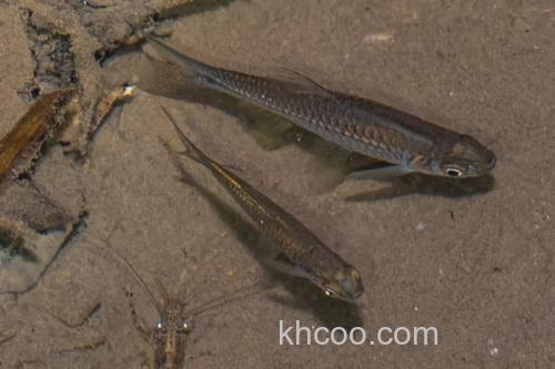 帕氏波鱼是什么鱼？_3