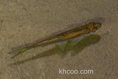 帕氏波鱼是什么鱼？_2