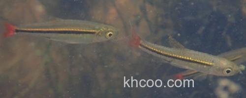 哈氏波鱼是什么鱼？_0