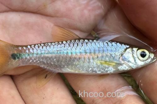 帕氏波鱼是什么鱼？_1