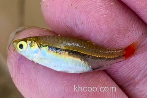 哈氏波鱼是什么鱼？_1