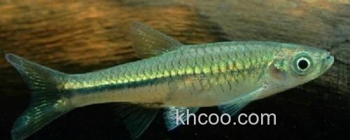 南方波鱼是什么鱼？_0