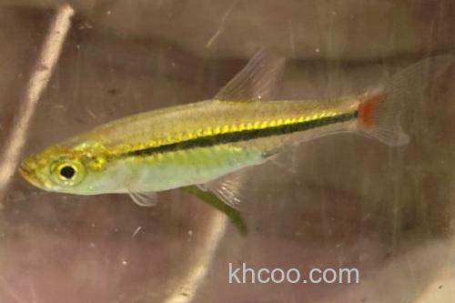 哈氏波鱼是什么鱼？_2