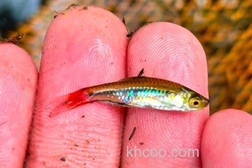 哈氏波鱼是什么鱼？_3