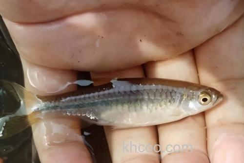 南方波鱼是什么鱼？_1