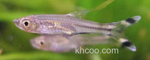 三线波鱼是什么鱼？_0