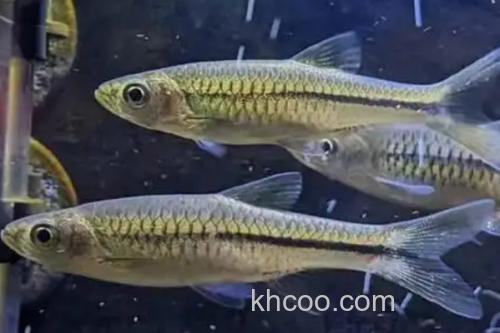 南方波鱼是什么鱼？_2