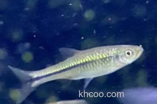 南方波鱼是什么鱼？_3